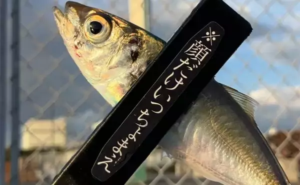 夕マヅメのサビキ釣りで小アジ23匹【大阪南港魚つり園】小型でも脂乗りはバッチリ！