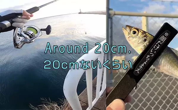 「夕マヅメのサビキ釣りで小アジ23匹【大阪南港魚つり園】小型でも脂乗りはバッチリ！」の画像