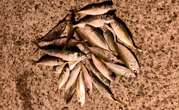 「夕マヅメのサビキ釣りで小アジ23匹【大阪南港魚つり園】小型でも脂乗りはバッチリ！」の画像