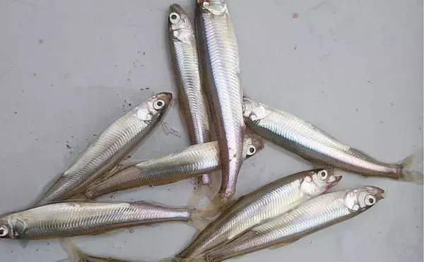 「朝から入れ食いで606尾！」精進湖のボートワカサギ釣りが好調継続【山梨】