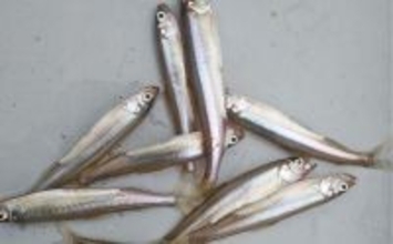 「朝から入れ食いで606尾！」精進湖のボートワカサギ釣りが好調継続【山梨】