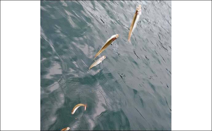 「朝から入れ食いで606尾！」精進湖のボートワカサギ釣りが好調継続【山梨】