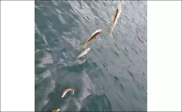 「「朝から入れ食いで606尾！」精進湖のボートワカサギ釣りが好調継続【山梨】」の画像