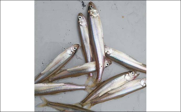 「朝から入れ食いで606尾！」精進湖のボートワカサギ釣りが好調継続【山梨】