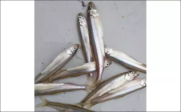 「「朝から入れ食いで606尾！」精進湖のボートワカサギ釣りが好調継続【山梨】」の画像