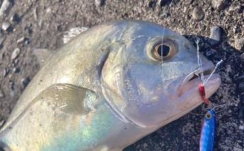 尾鷲港のメッキゲームで30cm超含みツ抜け達成！【三重】メタルジグで攻略