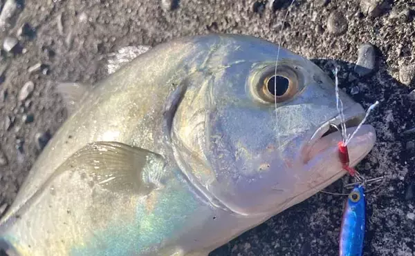 尾鷲港のメッキゲームで30cm超含みツ抜け達成！【三重】メタルジグで攻略