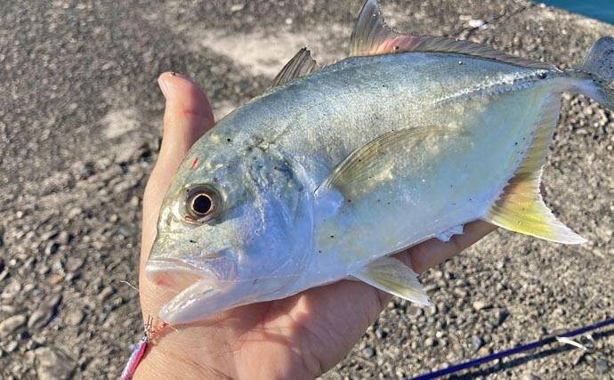 尾鷲港のメッキゲームで30cm超含みツ抜け達成！【三重】メタルジグで攻略