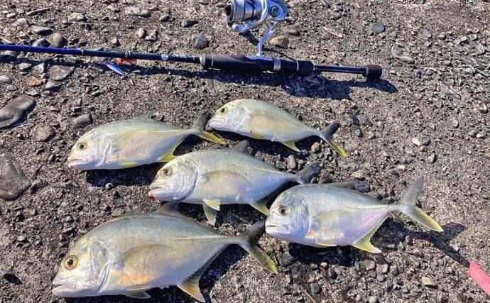 尾鷲港のメッキゲームで30cm超含みツ抜け達成！【三重】メタルジグで攻略