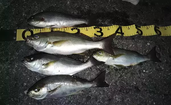 「超一級フィールドに釣り移住して1年が経過　感じた4つのメリットとは？」の画像