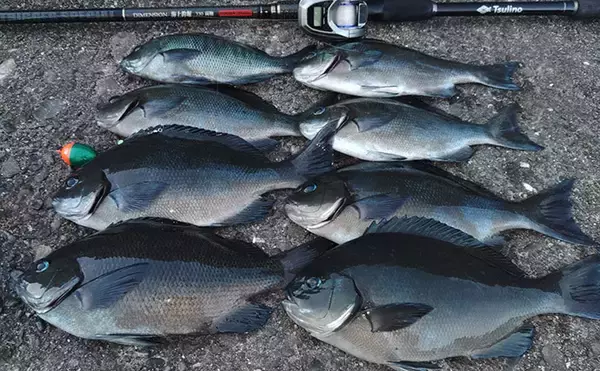 「超一級フィールドに釣り移住して1年が経過　感じた4つのメリットとは？」の画像