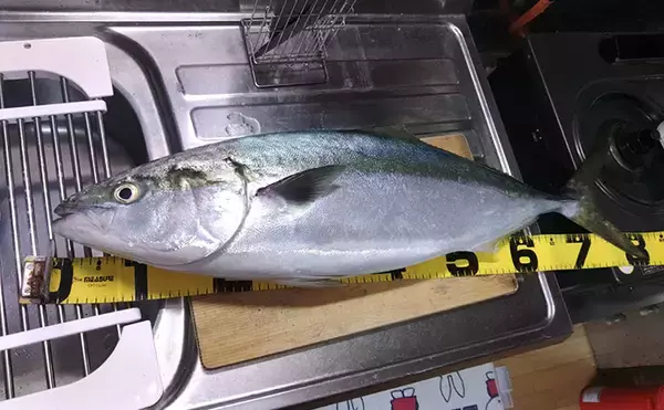 「超一級フィールドに釣り移住して1年が経過　感じた4つのメリットとは？」の画像