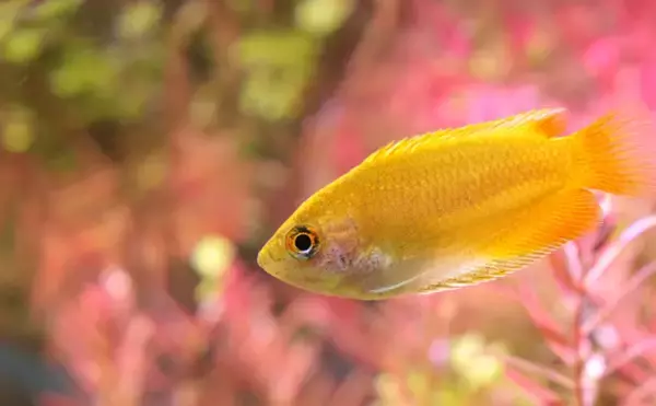 「「魚なのに水が無くても生きられる？」独特すぎる進化を遂げたサカナたち」の画像