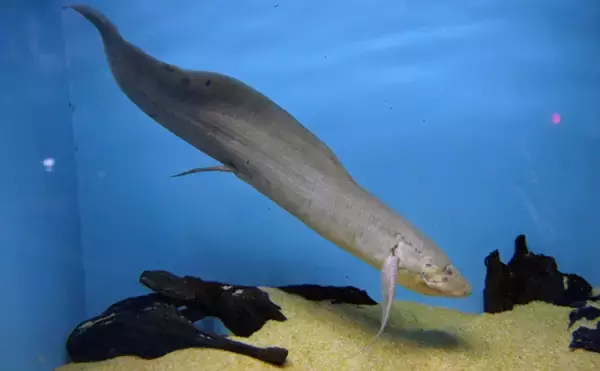 「「魚なのに水が無くても生きられる？」独特すぎる進化を遂げたサカナたち」の画像