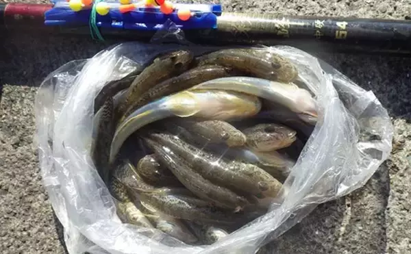 「千葉県の落ちハゼ釣りで良型交じり本命51匹キャッチ！ 入れ食いタイムも満喫　」の画像