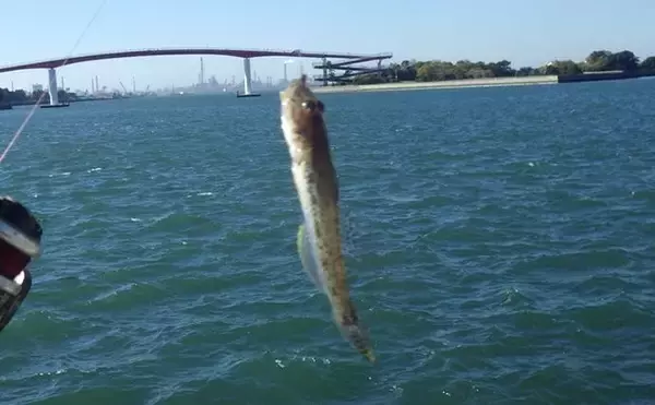 「千葉県の落ちハゼ釣りで良型交じり本命51匹キャッチ！ 入れ食いタイムも満喫　」の画像
