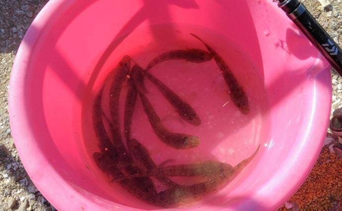 千葉県の落ちハゼ釣りで良型交じり本命51匹キャッチ！ 入れ食いタイムも満喫　