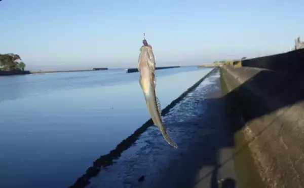 「千葉県の落ちハゼ釣りで良型交じり本命51匹キャッチ！ 入れ食いタイムも満喫　」の画像