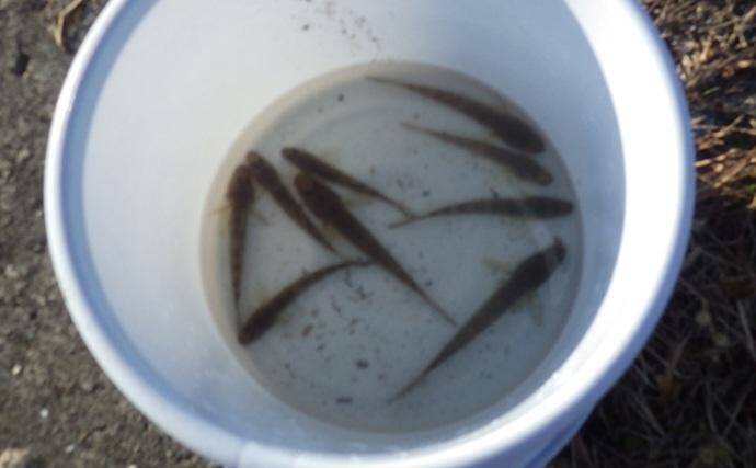 千葉県の落ちハゼ釣りで良型交じり本命51匹キャッチ！ 入れ食いタイムも満喫　