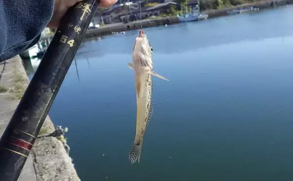 「千葉県の落ちハゼ釣りで良型交じり本命51匹キャッチ！ 入れ食いタイムも満喫　」の画像