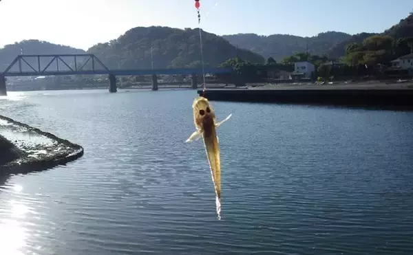 「千葉県の落ちハゼ釣りで良型交じり本命51匹キャッチ！ 入れ食いタイムも満喫　」の画像