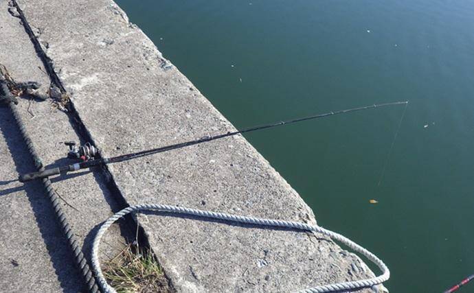 千葉県の落ちハゼ釣りで良型交じり本命51匹キャッチ！ 入れ食いタイムも満喫　