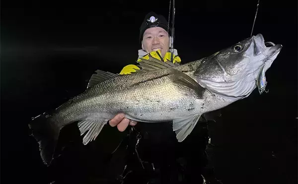 東京湾奥で75cm「極太」シーバス堂々浮上！ コノシロの群れに付く個体を狙い撃ち