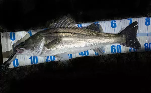 「東京湾奥で75cm「極太」シーバス堂々浮上！ コノシロの群れに付く個体を狙い撃ち」の画像