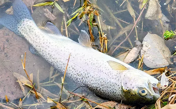 「エリアトラウトシーズン本格化！」日本ラインマス釣り場で快適釣行を満喫