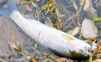 「エリアトラウトシーズン本格化！」日本ラインマス釣り場で快適釣行を満喫