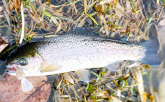 「エリアトラウトシーズン本格化！」日本ラインマス釣り場で快適釣行を満喫