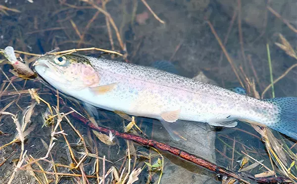 「「エリアトラウトシーズン本格化！」日本ラインマス釣り場で快適釣行を満喫」の画像
