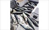 「ウルトラ級の特大マダイ91cmが浮上！ジグにヒット【沖釣り釣果速報11選・北陸】」の画像11