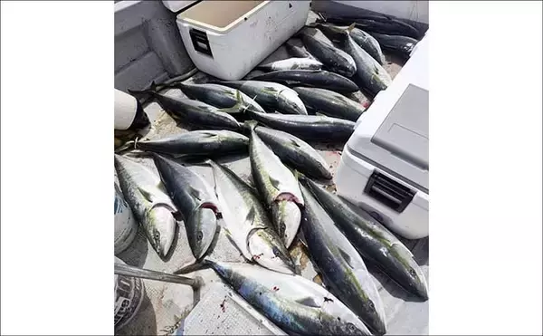 「ウルトラ級の特大マダイ91cmが浮上！ジグにヒット【沖釣り釣果速報11選・北陸】」の画像