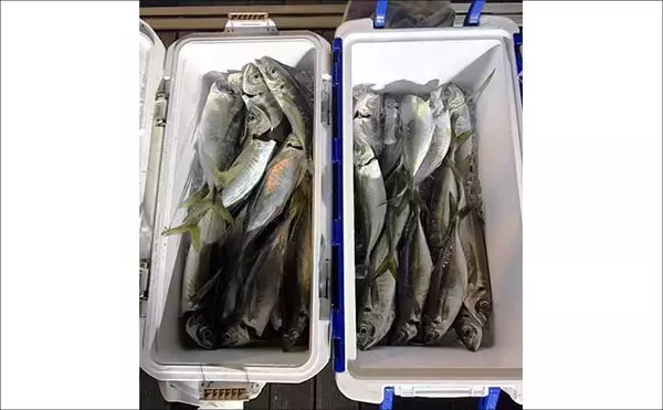 「ウルトラ級の特大マダイ91cmが浮上！ジグにヒット【沖釣り釣果速報11選・北陸】」の画像