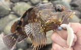 「初夏はゴロタ場で根魚狙いが面白い！【伊豆半島】ライトルアー釣りでムラソイにカサゴ」の画像1