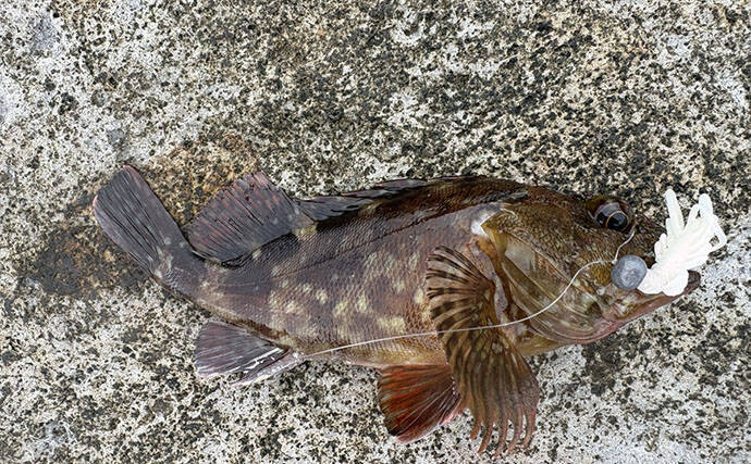 初夏はゴロタ場で根魚狙いが面白い！【伊豆半島】ライトルアー釣りでムラソイにカサゴ
