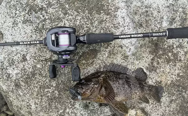 「初夏はゴロタ場で根魚狙いが面白い！【伊豆半島】ライトルアー釣りでムラソイにカサゴ」の画像