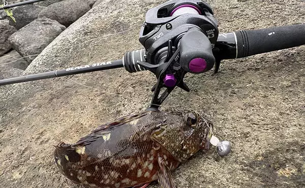 「初夏はゴロタ場で根魚狙いが面白い！【伊豆半島】ライトルアー釣りでムラソイにカサゴ」の画像