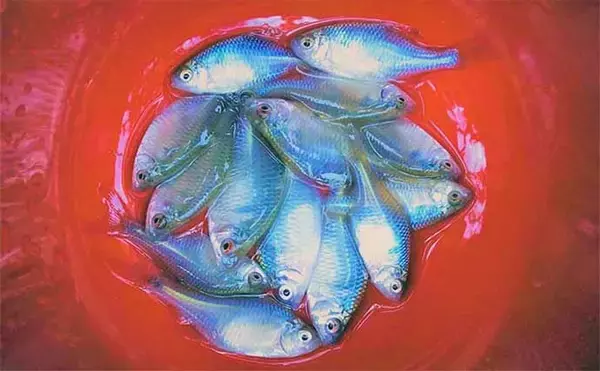 「都心の公園で淡水小物釣りを堪能【都立水元公園】 タナゴにクチボソと対面」の画像