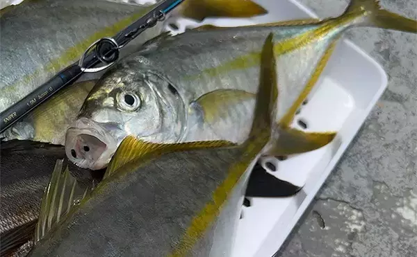 「船シマアジ釣りの超難題「口切れ」対策の秘訣　強めのドラグ設定が重要？」の画像