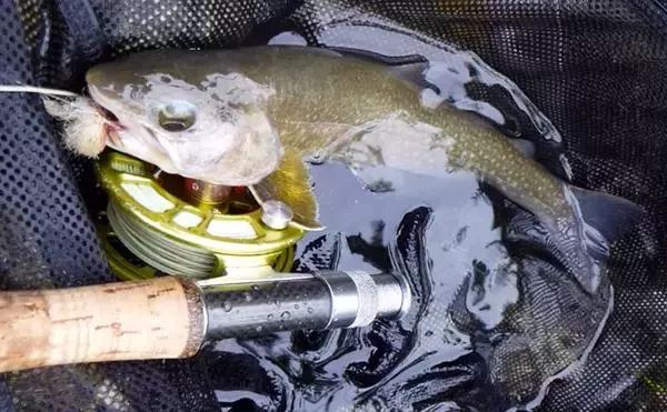 「宿泊とセットがおすすめ！」 渓流フライフィッシング・イチオシ河川：魚野川水系