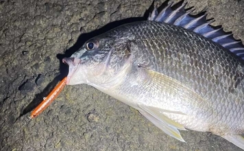 「分布域が決定的に異なる！」 よく似てるけどチヌとキビレって何が違うの？