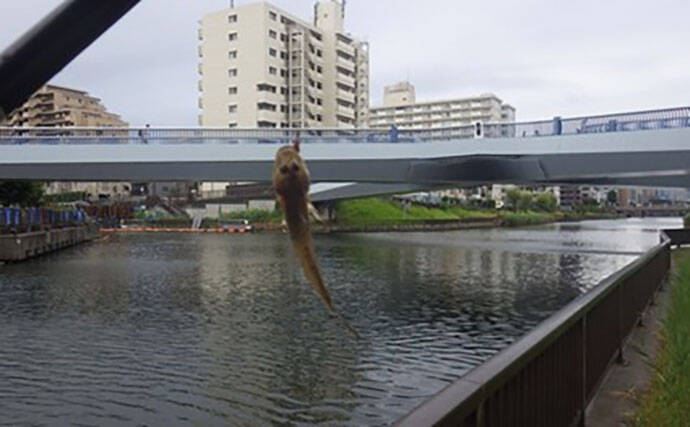 「東京都内でハゼ釣りを楽しもう！」 おすすめハゼ釣り場7選を徹底紹介【東京】