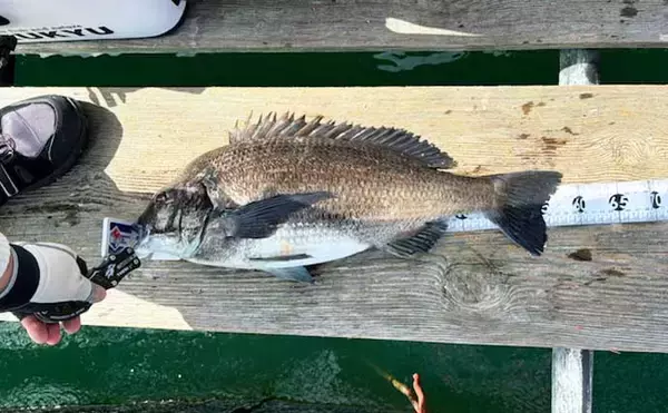 「イカダでのフカセ釣りで58.5cm超大型クロダイが登場！【沼津】自己記録を更新」の画像