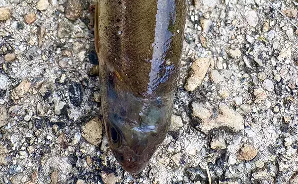 「伝説の巨大魚「タキタロウ」が棲む大鳥池で魚探投入！ 画面に映った謎の「大型魚」の正体は？」の画像