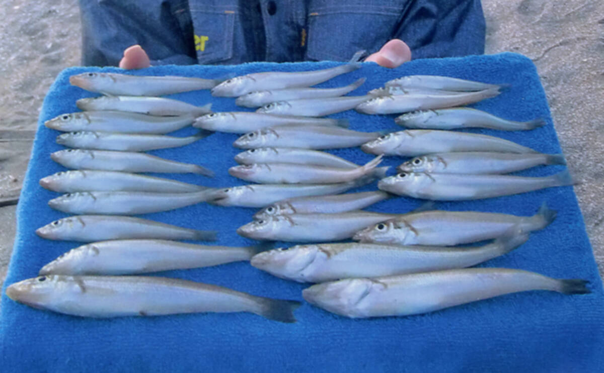 厳冬期でもホットな投げキス cm級含み夫婦で30尾 豊岡海岸 年3月22日 エキサイトニュース