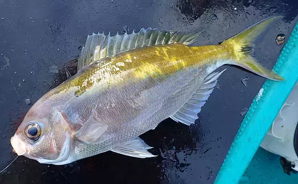 「見老津沖『春の風物詩』ジャンボイサギ釣り　正確なタナがキモ【黒龍丸】」の画像