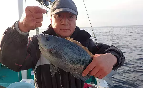 「見老津沖『春の風物詩』ジャンボイサギ釣り　正確なタナがキモ【黒龍丸】」の画像