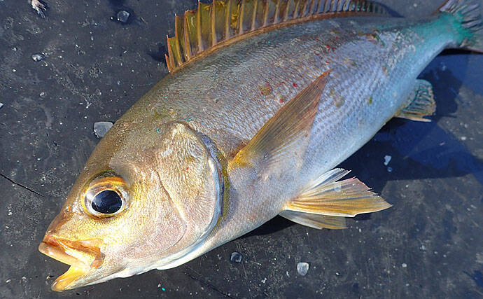 見老津沖『春の風物詩』ジャンボイサギ釣り　正確なタナがキモ【黒龍丸】